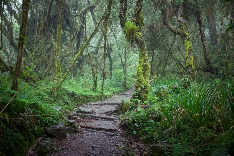 Rainforest on Mount Kilimanjaro