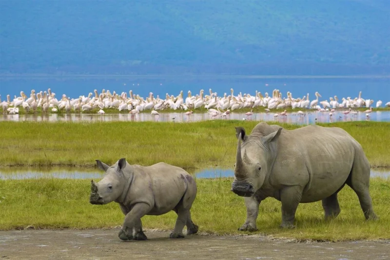 Big Five safari Tanzania wildlife