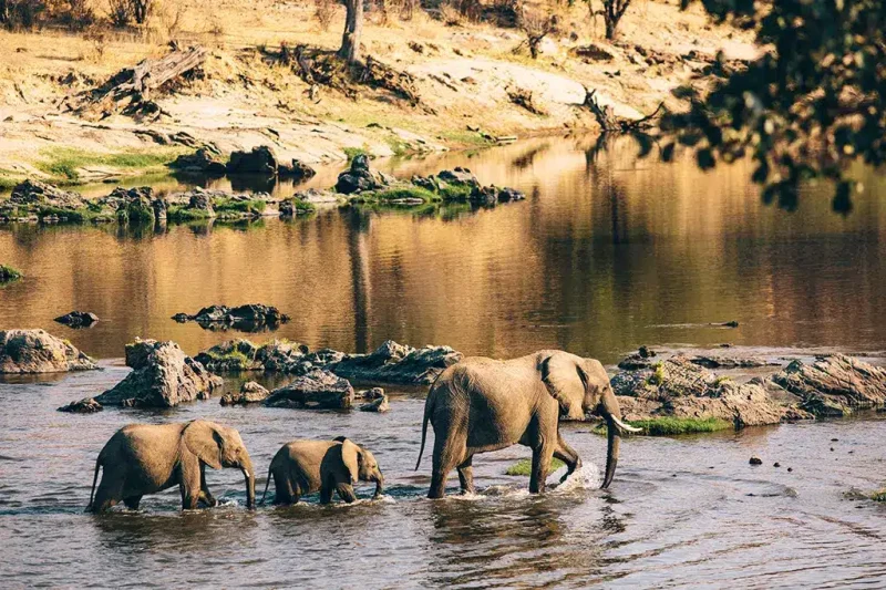 Ruaha National Park Tanzania safari