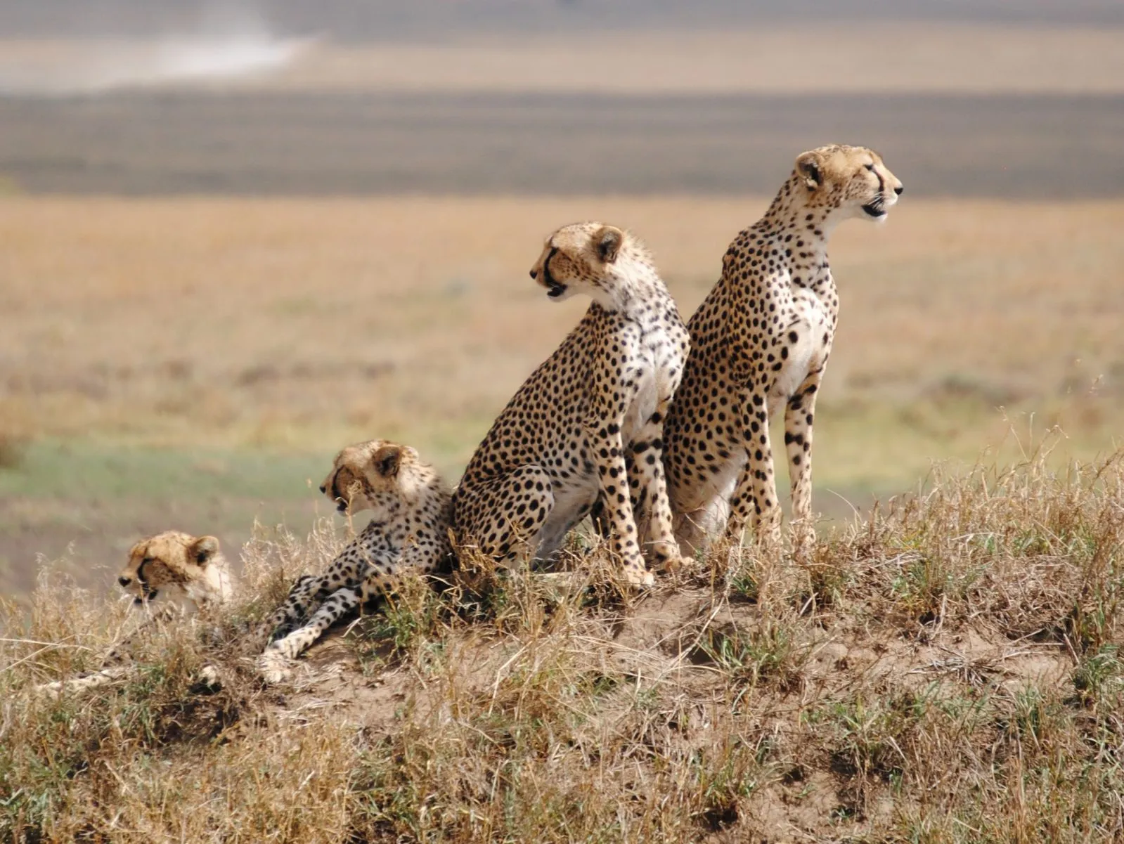 Serengeti Great Migration Tanzania