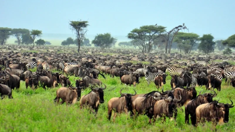 Tanzania safari adventure