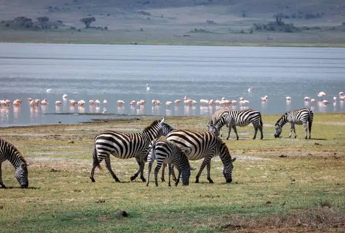 Lake Manyara National Park Tanzania safari
