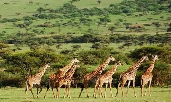 What to expect on a Tanzania safari