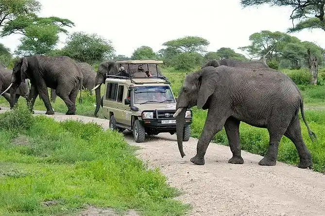 Tarangire National Park Tanzania Big Five safari