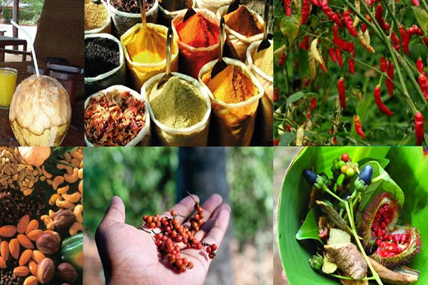 Zanzibar spice farm tour