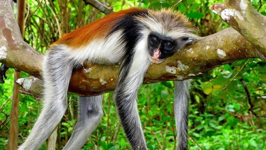 Jozani Forest and Zanzibar wildlife