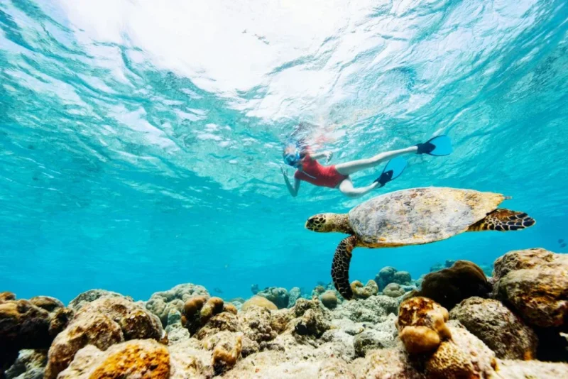 Zanzibar wildlife and marine life